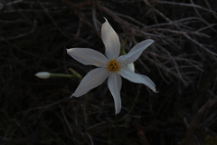 Narcissus deficiens