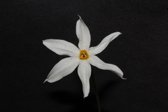 Narcissus deficiens