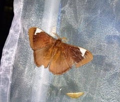Melanothrix nymphaliaria