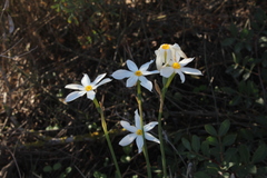Narcissus deficiens