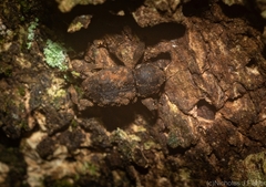 Methidrysis afflicta