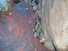 Adromischus umbraticola