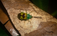 Chalcolampra marmorata