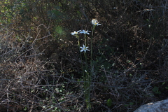 Narcissus deficiens
