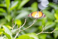 Danaus chrysippus chrysippus
