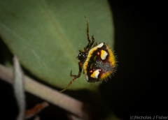 Poecilopachys australasia