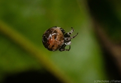 Araneus rotundulus