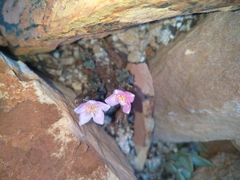 Anacampseros subnuda