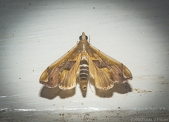 Agathodes ostentalis
