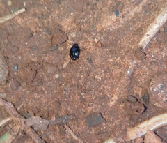 Histeridae