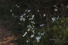 Narcissus deficiens
