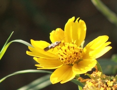 Scythris trivinctella
