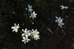 Narcissus deficiens