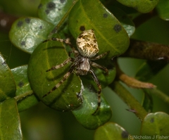 Salsa brisbanae