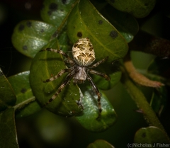 Salsa brisbanae