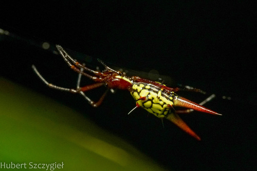 Micrathena donaldi