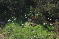 Narcissus deficiens