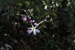 Narcissus deficiens