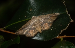Canaea semitessellalis