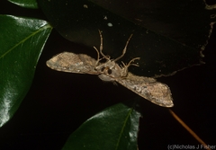 Canaea semitessellalis