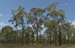 Eucalyptus crebra