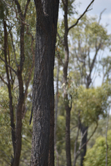 Eucalyptus crebra