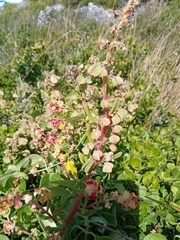 Tetragonia fruticosa