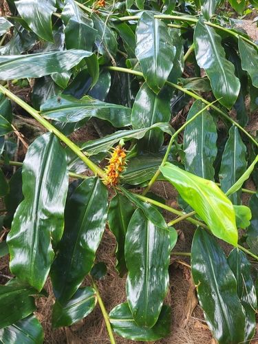 Image of Hedychium coccineum by (c) Jacek Pietruszewski, some rights reserved (CC BY)