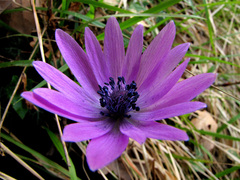 Anemone hortensis