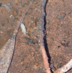 Entomobrya unostrigata