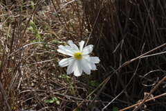 Narcissus deficiens