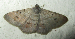 Isturgia deerraria