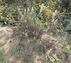 Dittrichia viscosa