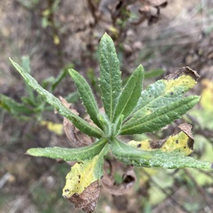 Dittrichia viscosa