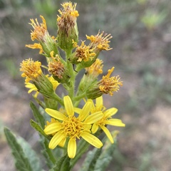 Dittrichia viscosa