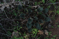 Cyclamen persicum