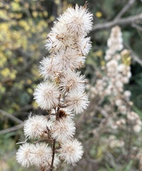 Dittrichia viscosa