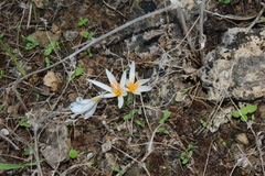 Crocus aleppicus