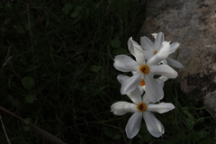 Narcissus deficiens