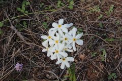 Narcissus deficiens