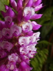 Elleanthus capitatus