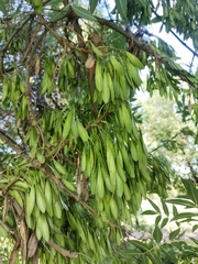 Fraxinus