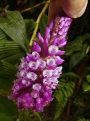 Elleanthus capitatus