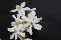 Narcissus deficiens