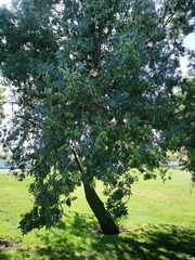 Fraxinus