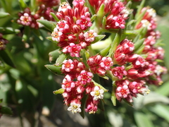 Crassula alba