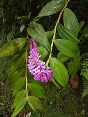 Elleanthus capitatus