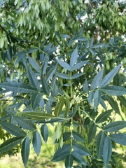 Fraxinus