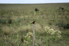 Pseudoleistes virescens