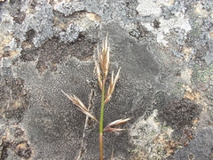 Rytidosperma nigricans